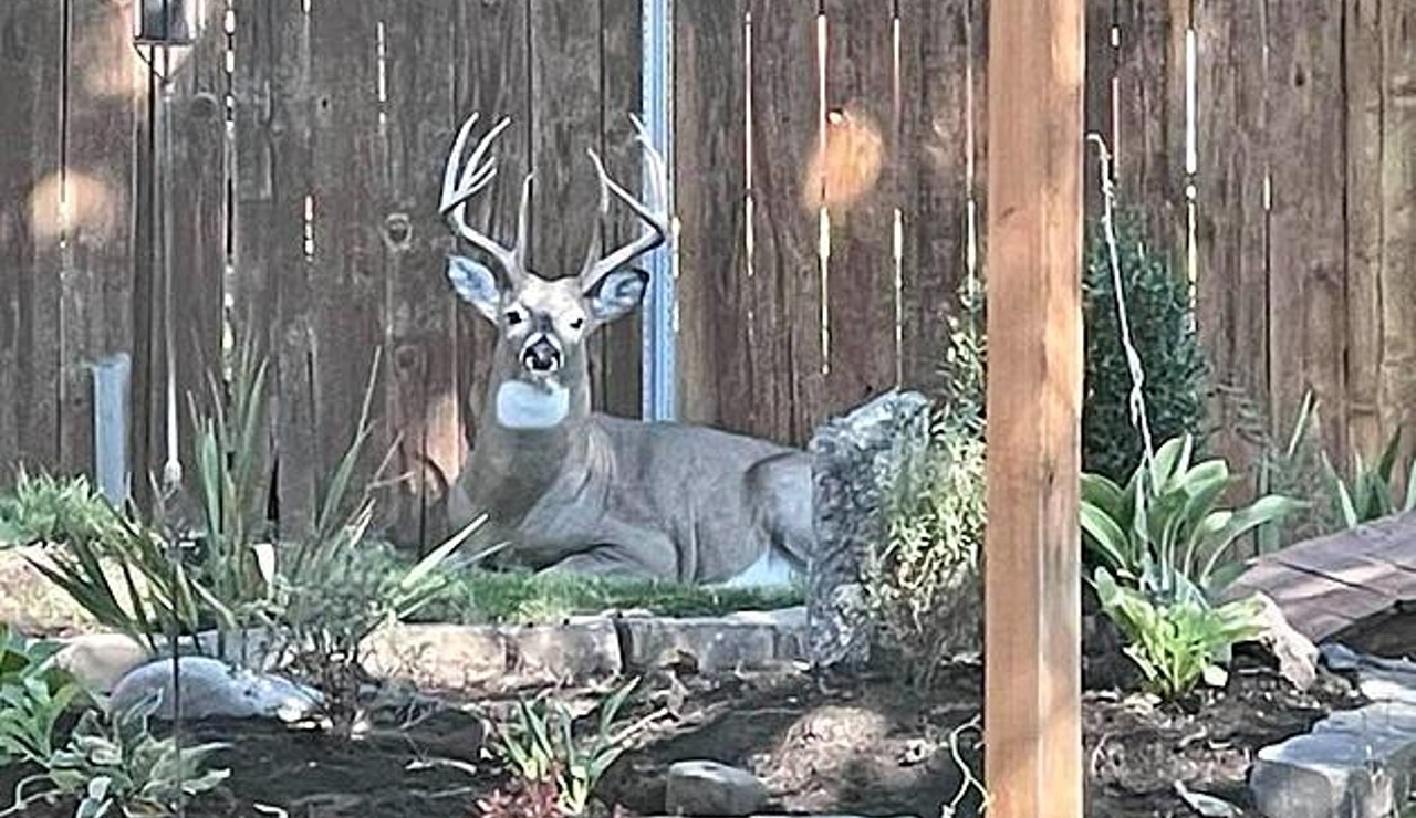 Deer numbers in Missoula concern some residents, city officials - Vimarsana News