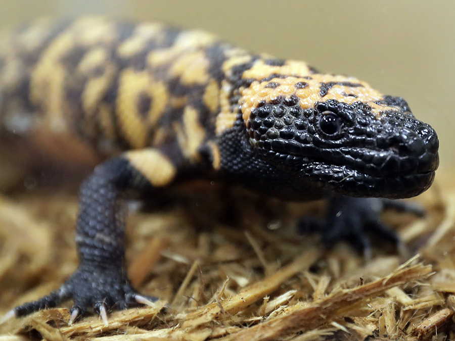 A Colorado man is dead after a pet Gila monster bite - Vimarsana News