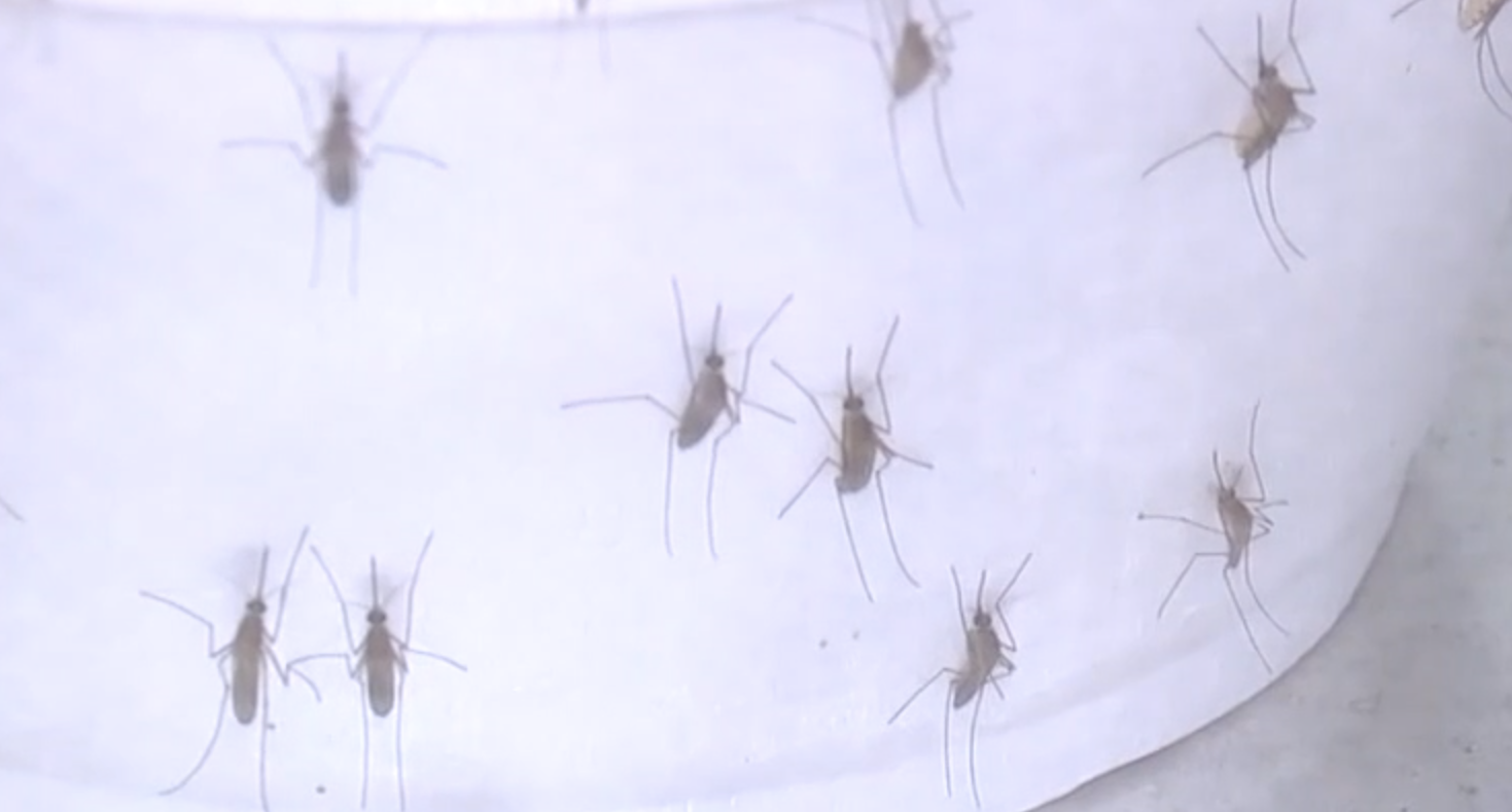 First case of St. Louis encephalitis recorded in Kern County - Vimarsana News