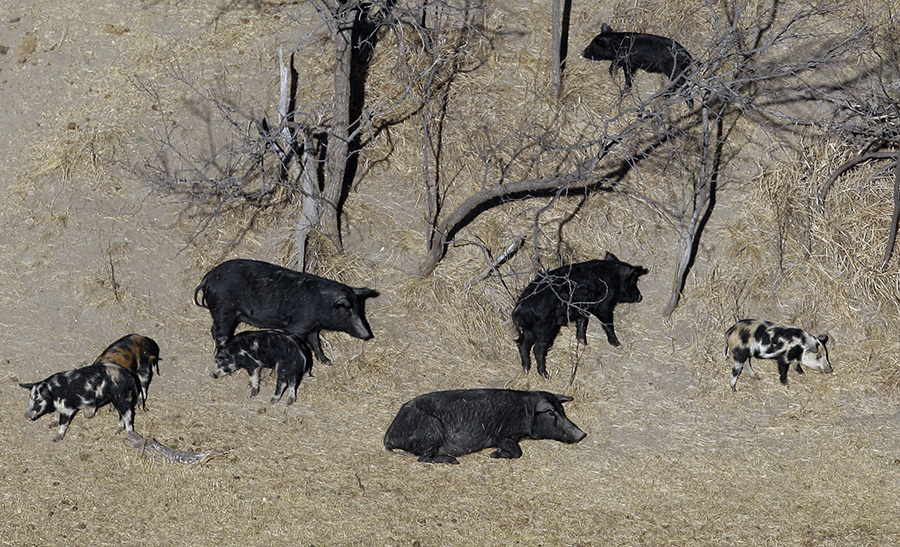Population of hard-to-eradicate 'super pigs' in Canada threatening to invade US - Vimarsana News