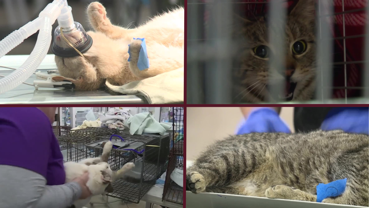 The 'critical' reason trappers captured 80 cats and took them to Hanover: 'They are not people's pets' - Vimarsana News