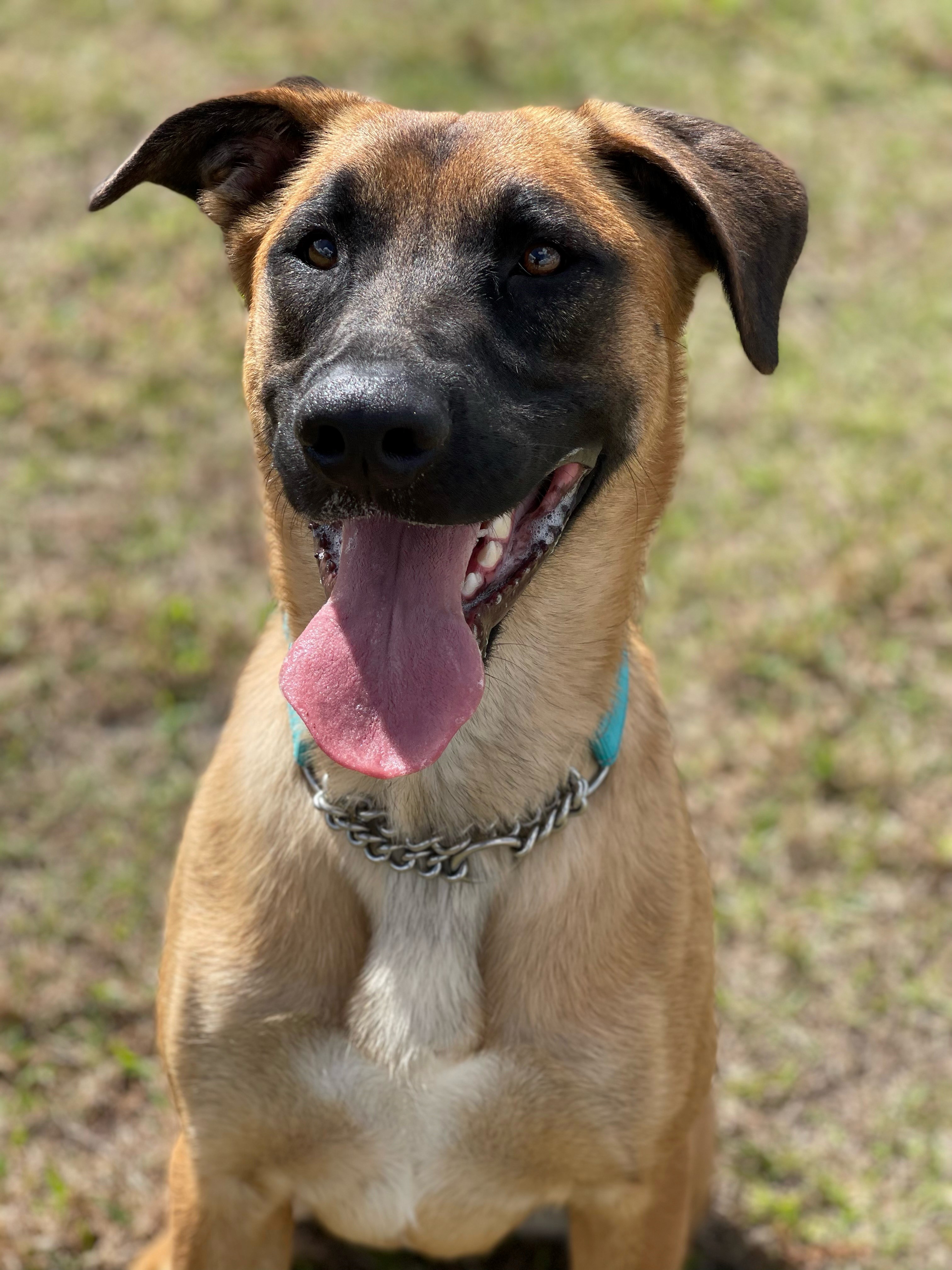 Dog missing after escaping from Humane Society of St. Lucie County - Vimarsana News