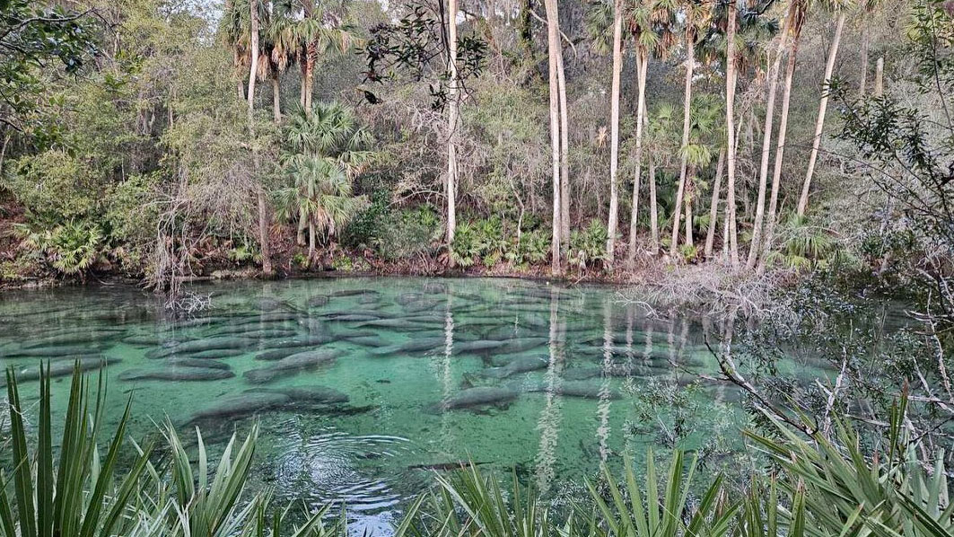 Record number of manatees crowd into state park to escape cold - Vimarsana News