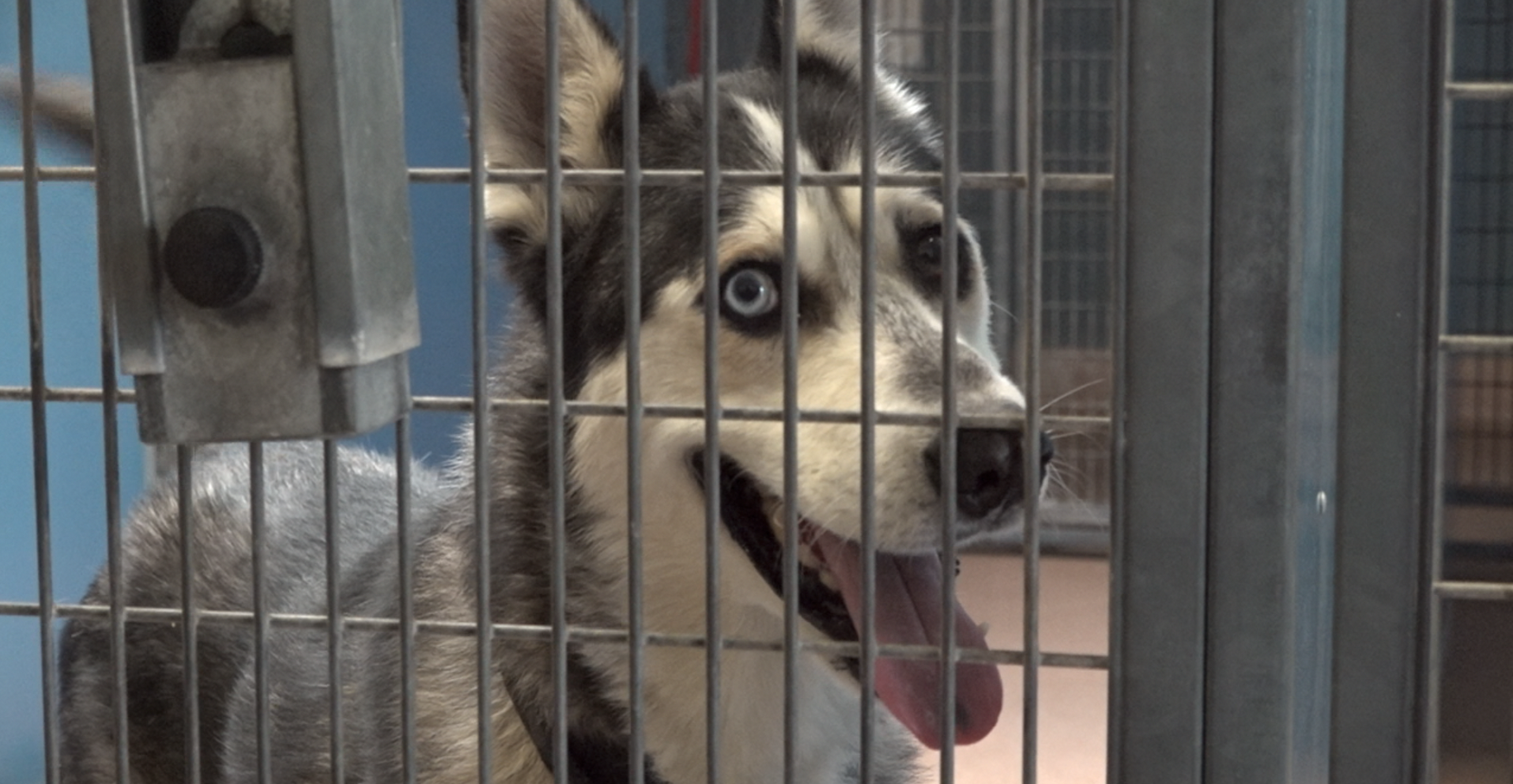Humane Society County shelters waive adoption fees for teeming shelters - Vimarsana News