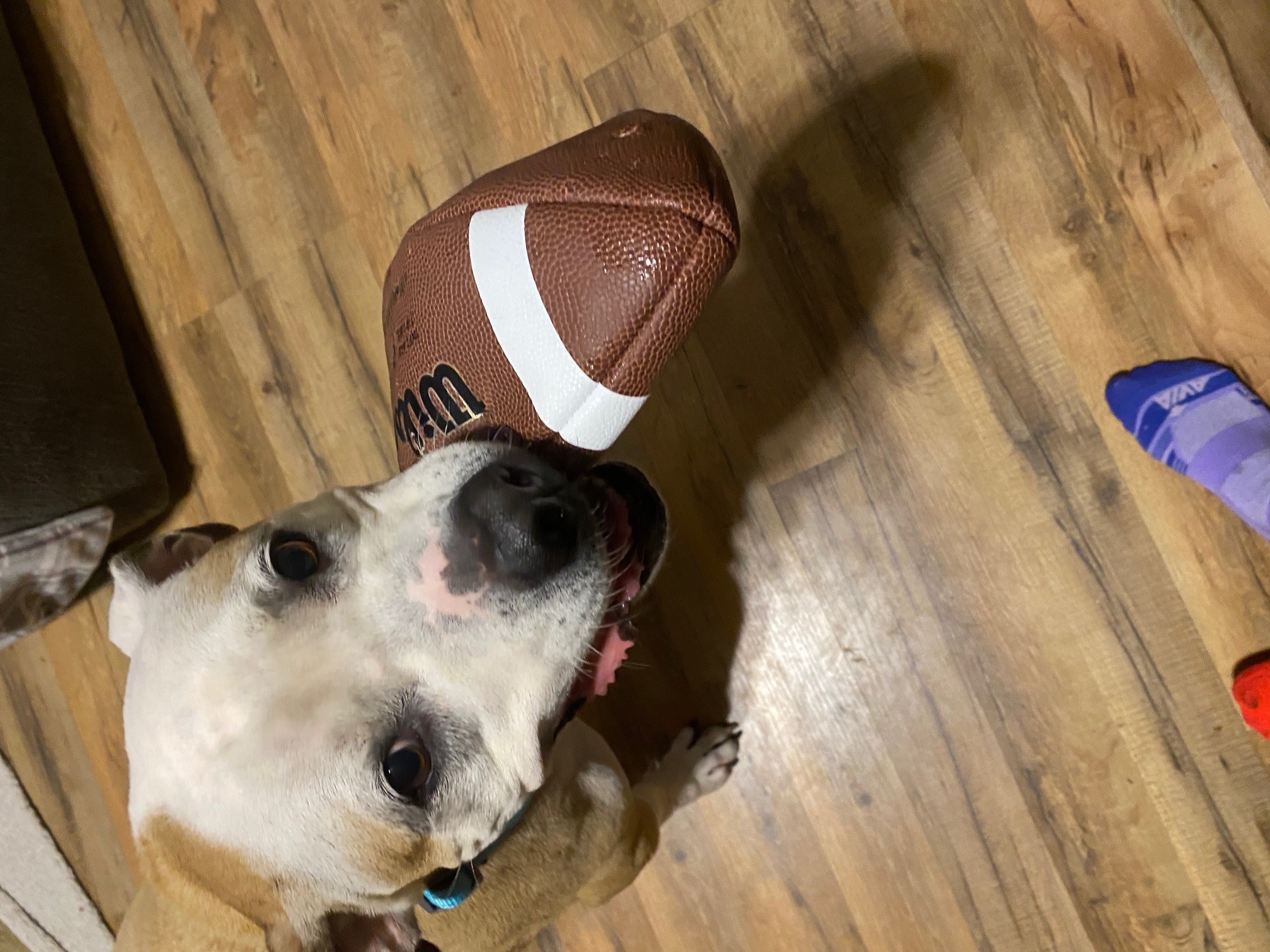 Lost dog missing for nearly 8 years after he was taken during home invasion reunites with Barberton family - Vimarsana News