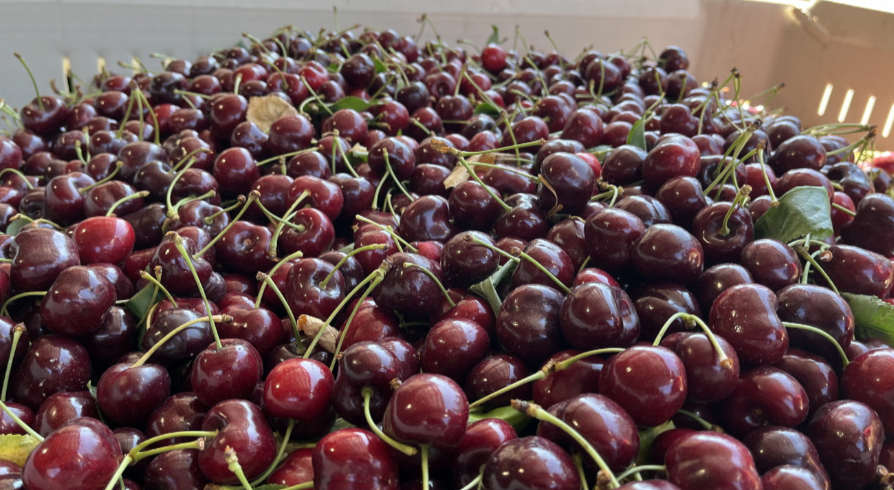 California, Washington cherries impacting Flathead Lake cherry harvest - Vimarsana News