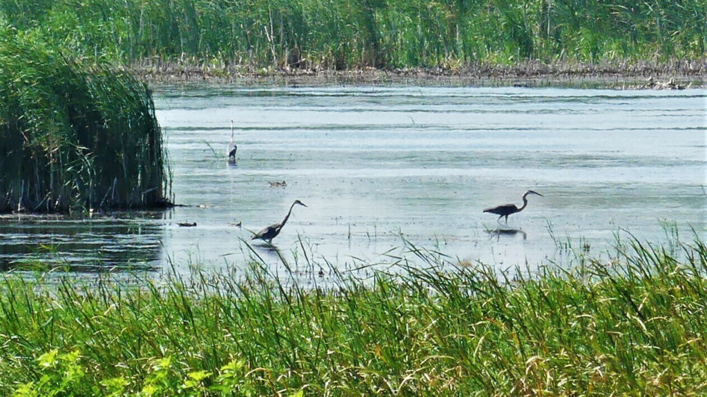 Federal judge temporarily blocks new Biden WOTUS rule in two dozen states - Vimarsana News