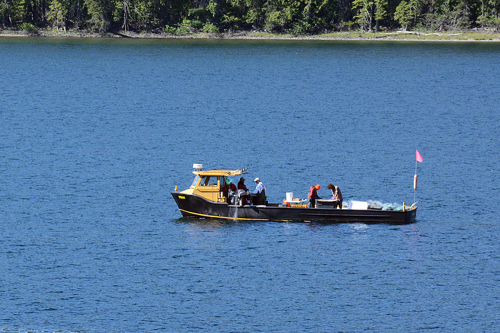FWP reconsiders gill-netting lake trout in Swan Lake - Vimarsana News