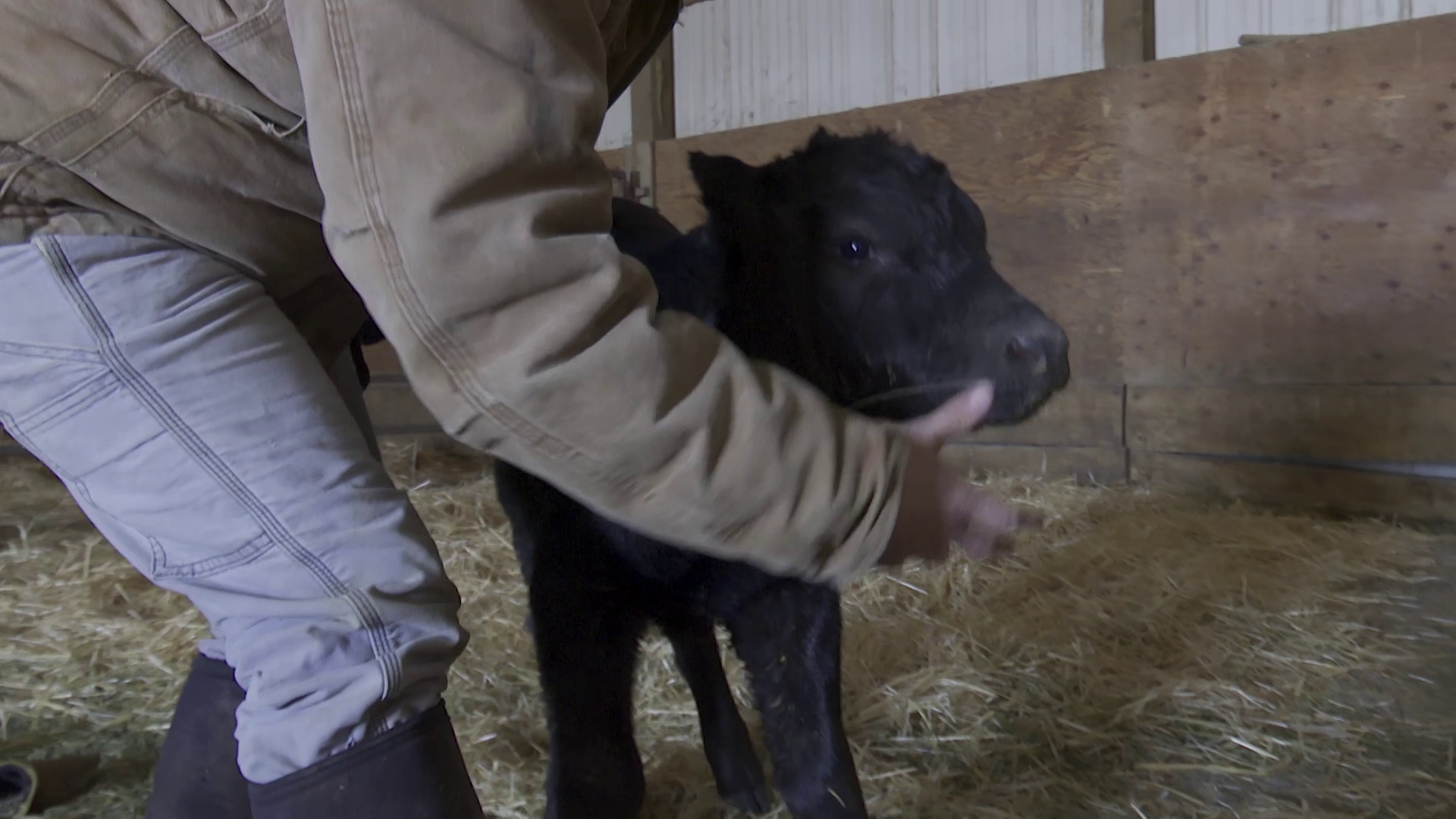 Calving season in Montana made difficult by extreme winter weather - Vimarsana News