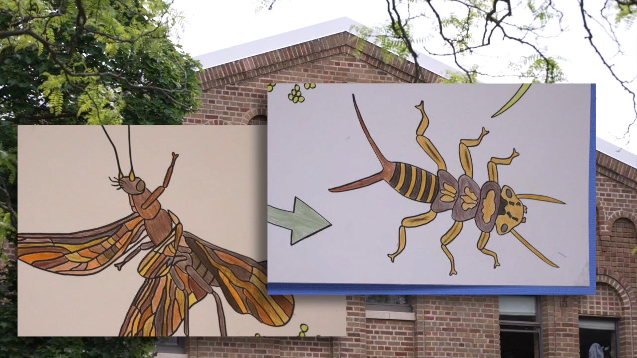 The stonefly should be Michigan's state insect, say GRPS fifth-graders - Vimarsana News