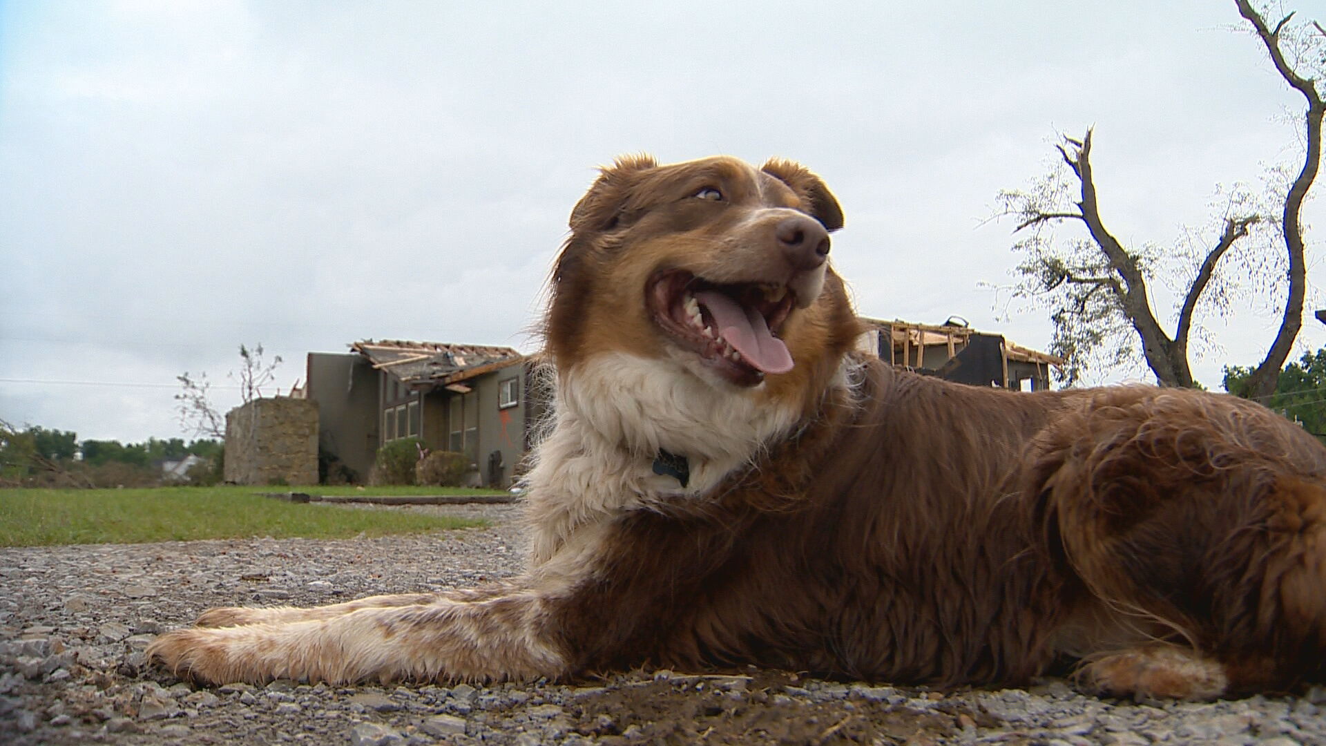 He was lost after a tornado hit his home. This dog has been reunited with family - Vimarsana News