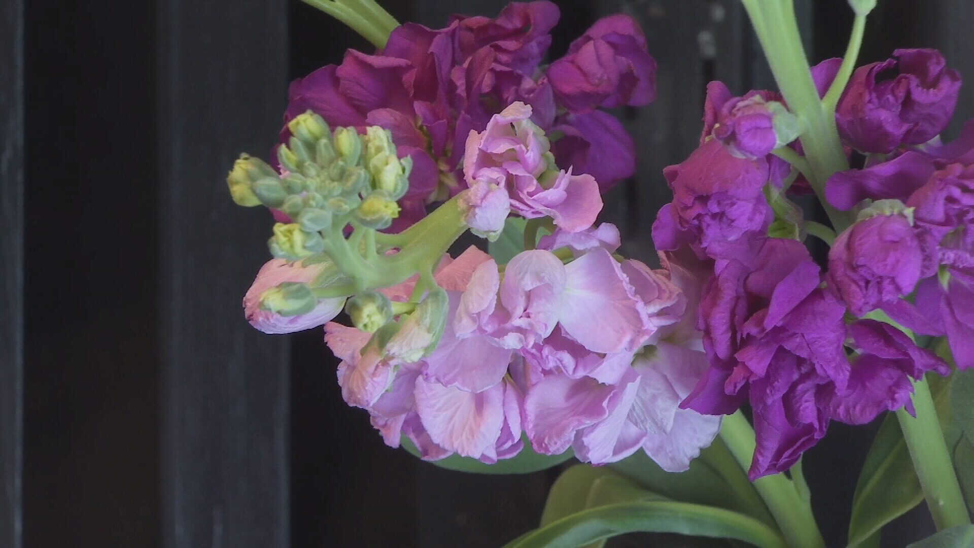 Gainan's adjusts to reported flower shortage - Vimarsana News