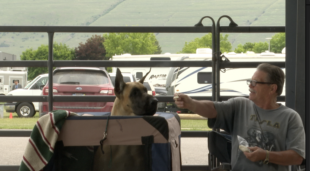Five Valley Kennel Club Missoula Dog Show draws a large gathering - Vimarsana News