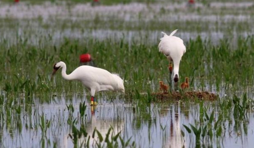 Reward increased to $15k for information on illegal crane killing - Vimarsana News