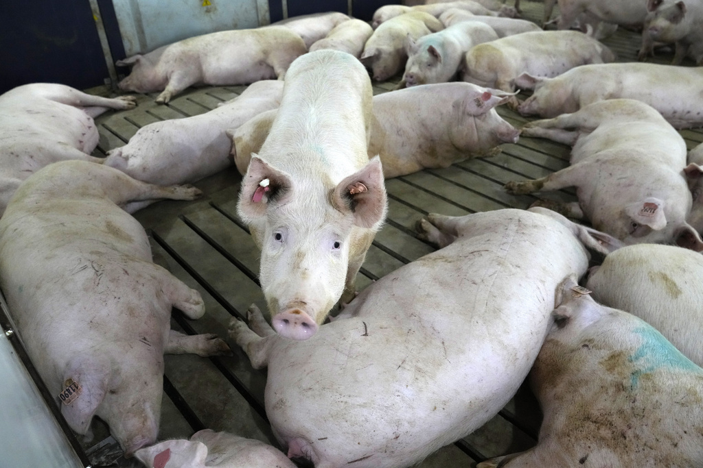 Bacon law takes effect but pork from farms using cages will still be on shelves - Vimarsana News
