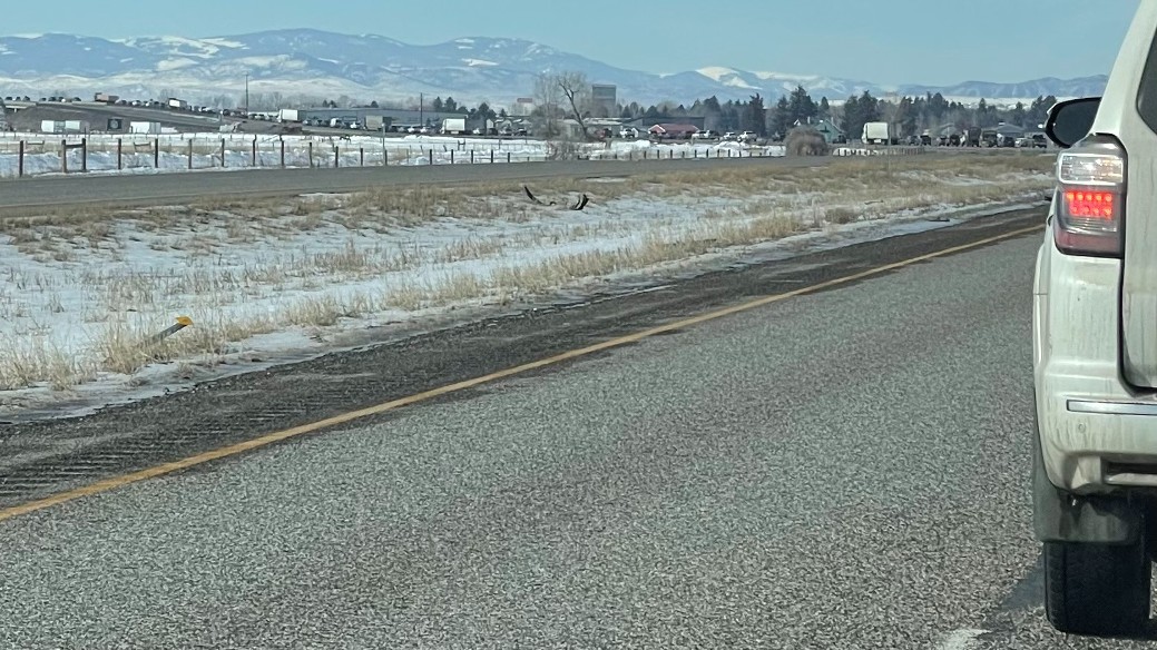Cattle trailer crashes, closing I-90 completely between Logan and Manhattan - Vimarsana News