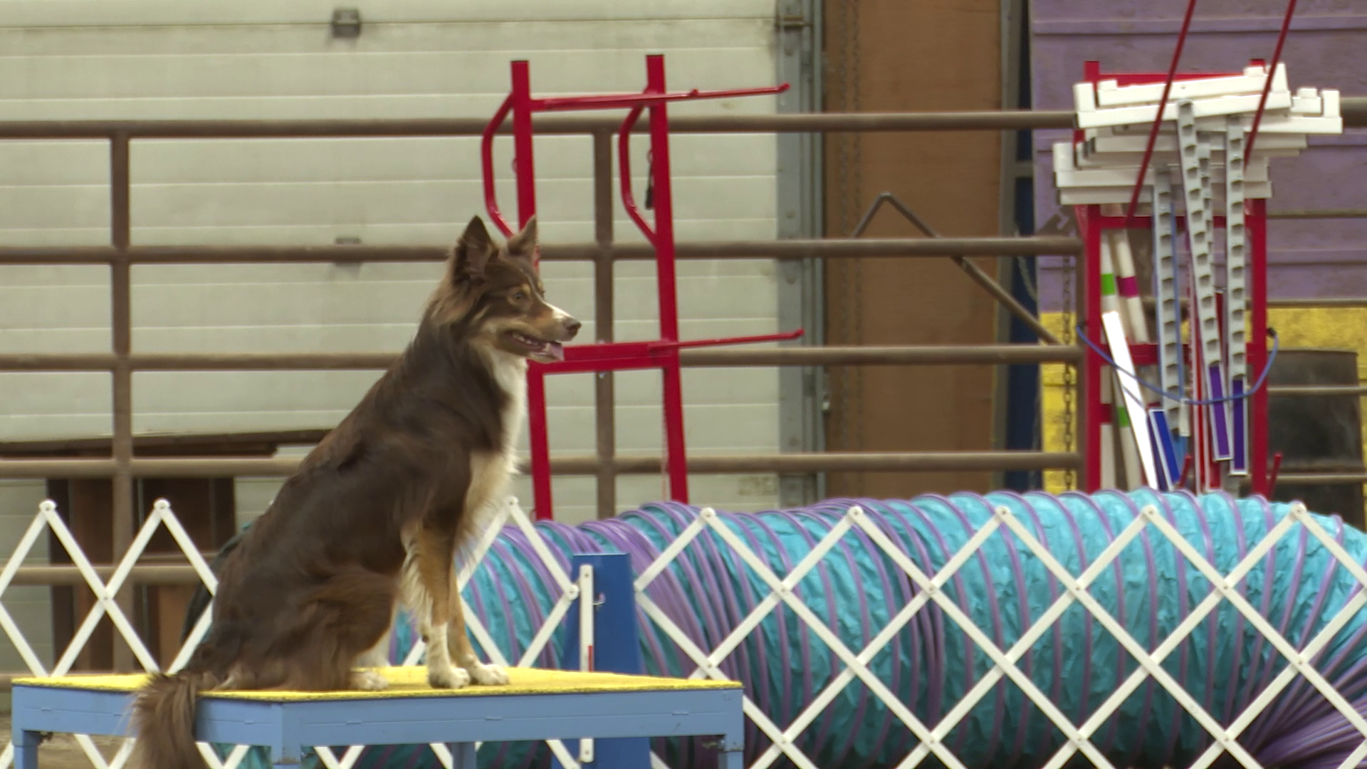 Great Falls Dog Training Club hosts agility trials - Vimarsana News