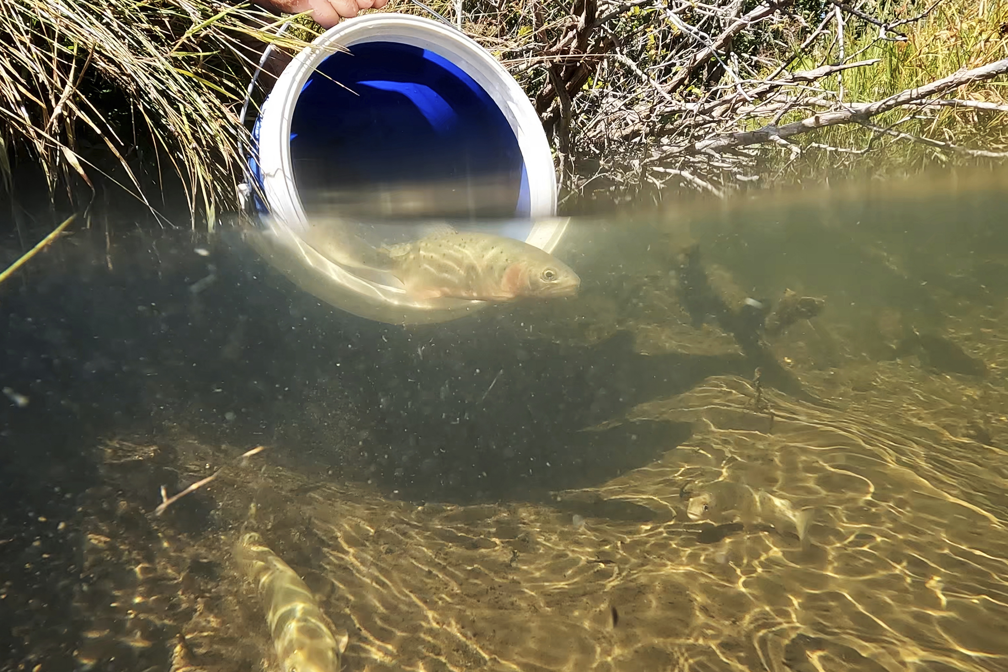 Climate-fueled wildfires worsen danger for struggling fish - Vimarsana News