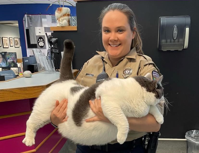 Wait til you see how much weight 'viral' 42-pound Virginia cat has lost so far - Vimarsana News