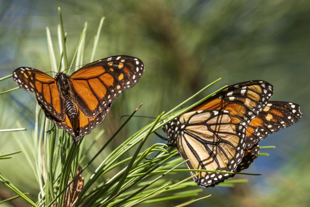 Official state insect of Texas now listed as endangered - Vimarsana News