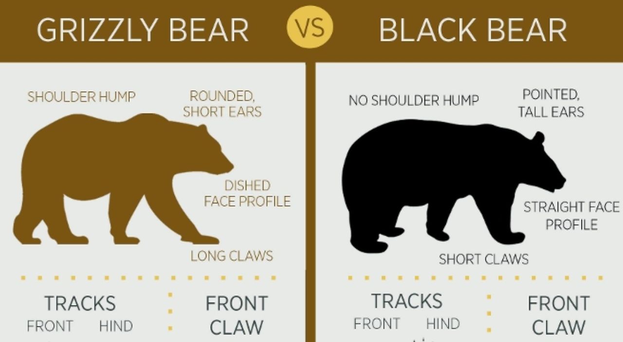 FWP Bear Identification Test is only available online now - Vimarsana News
