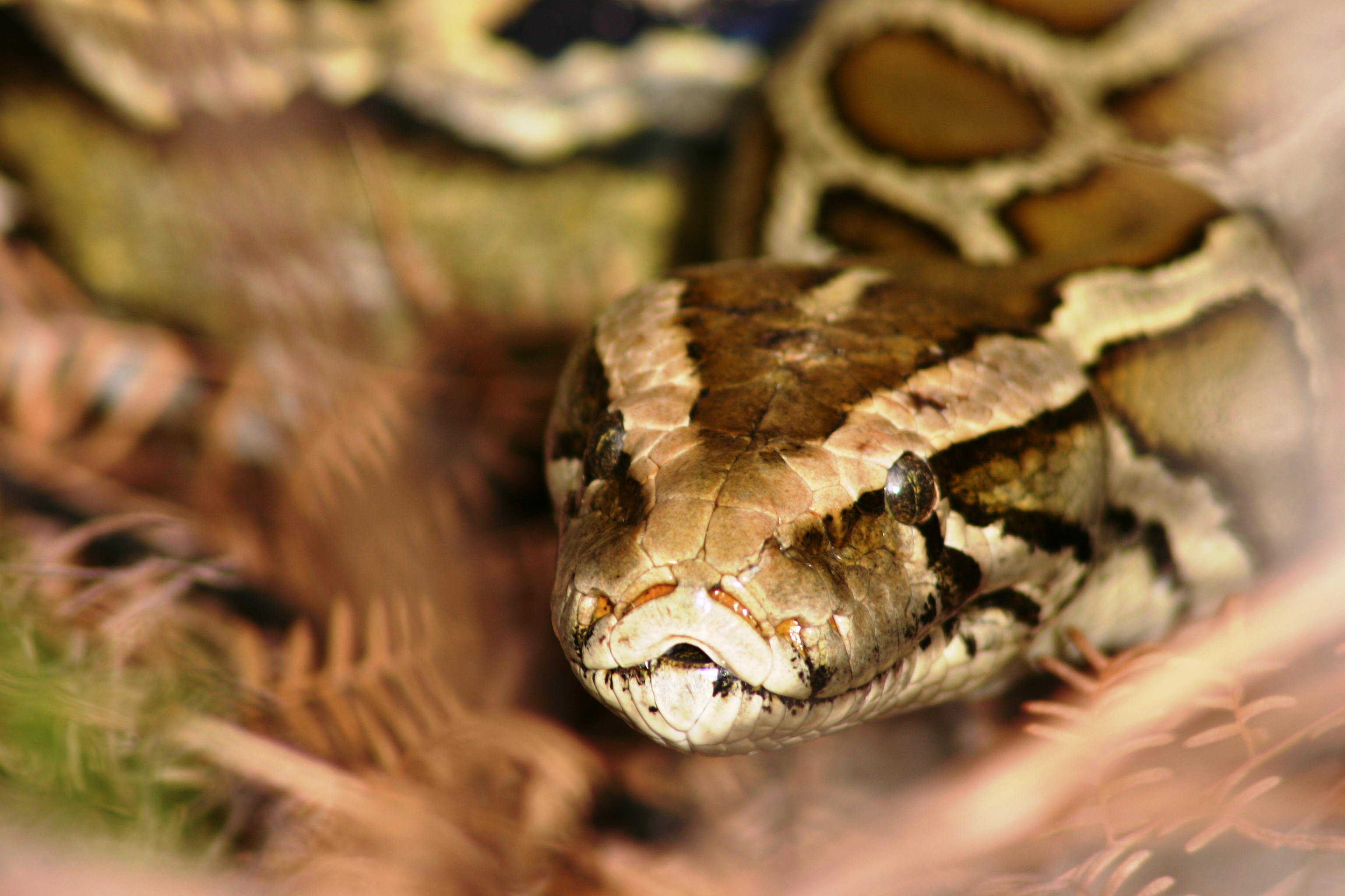 230 pythons taken from Florida Everglades in annual contest - Vimarsana News