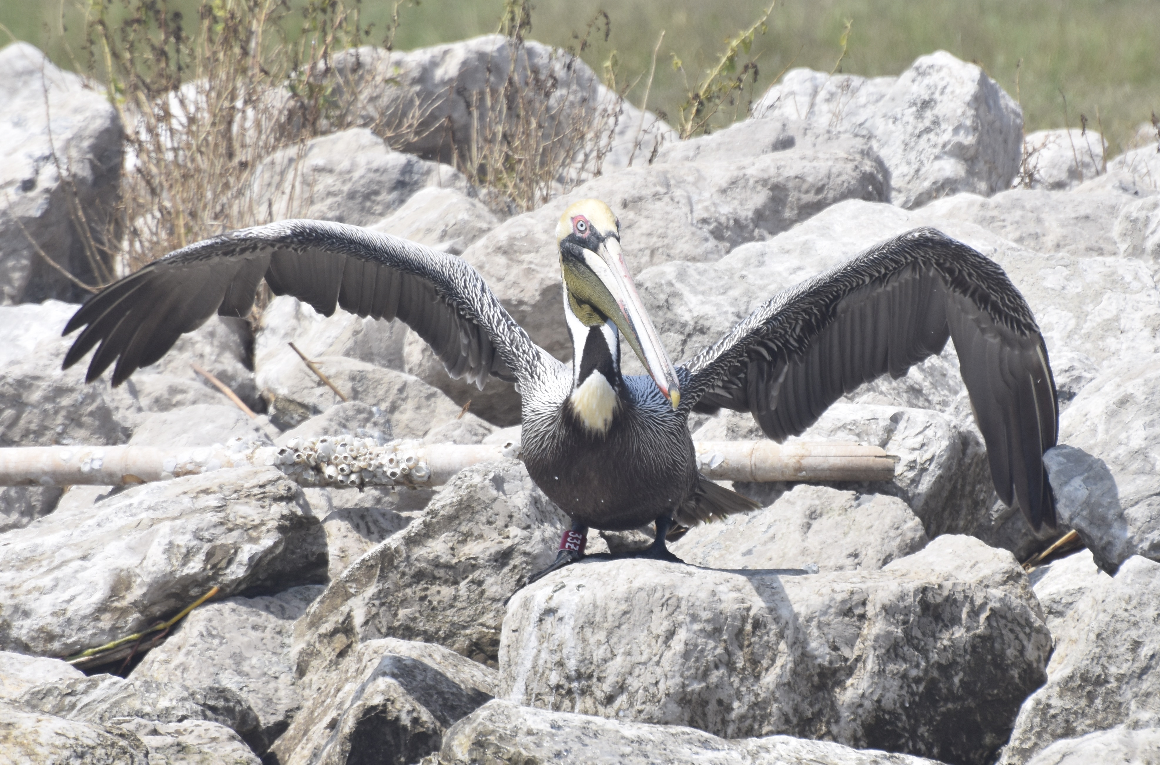 Brown Pelican rescued from 2010 oil spill spotted back in Louisiana - Vimarsana News