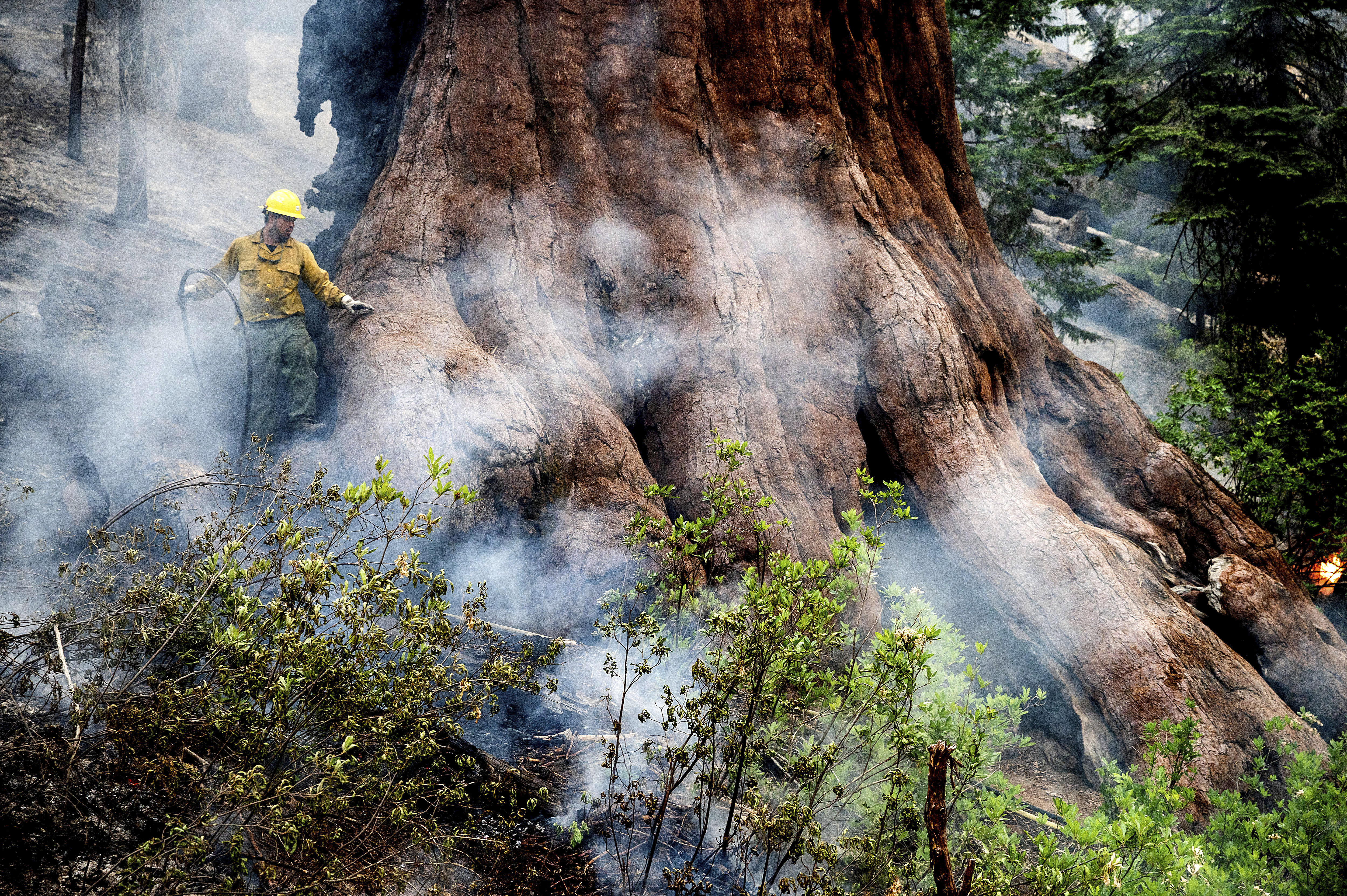 Yosemite fire grows as crews protect iconic sequoias - Vimarsana News