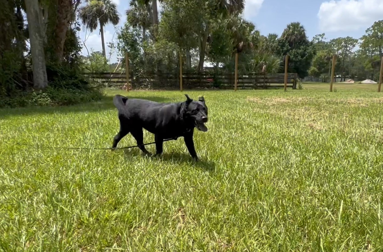 Dog orphaned after owner killed in car accident now at adoption ranch - Vimarsana News
