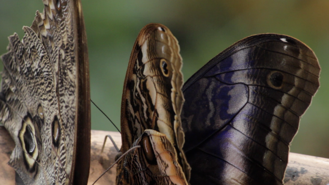 Missoula Butterfly House and Insectarium opening to the public - Vimarsana News