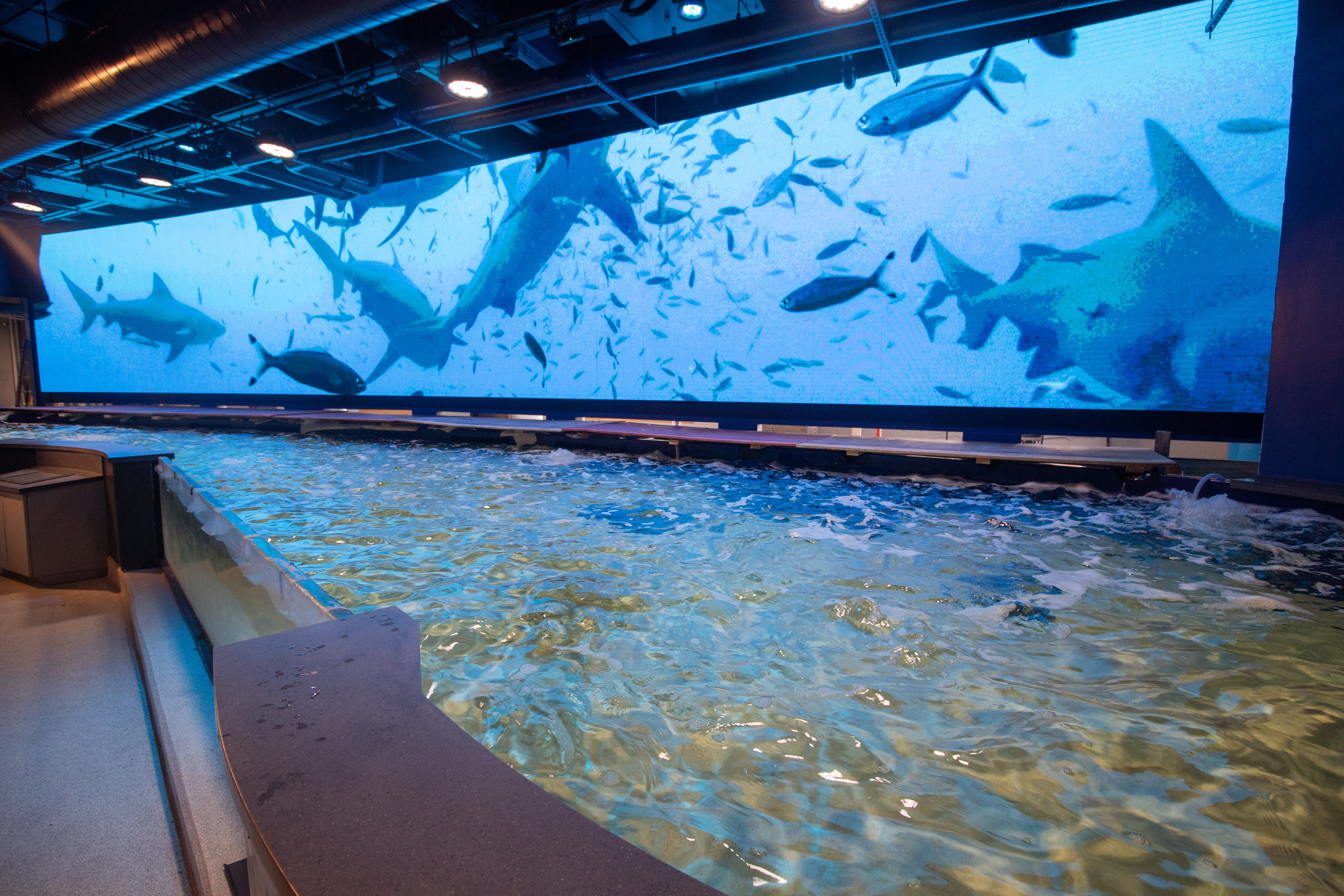 Audubon Aquarium of the Americas set to open new shark and ray touchpool - Vimarsana News