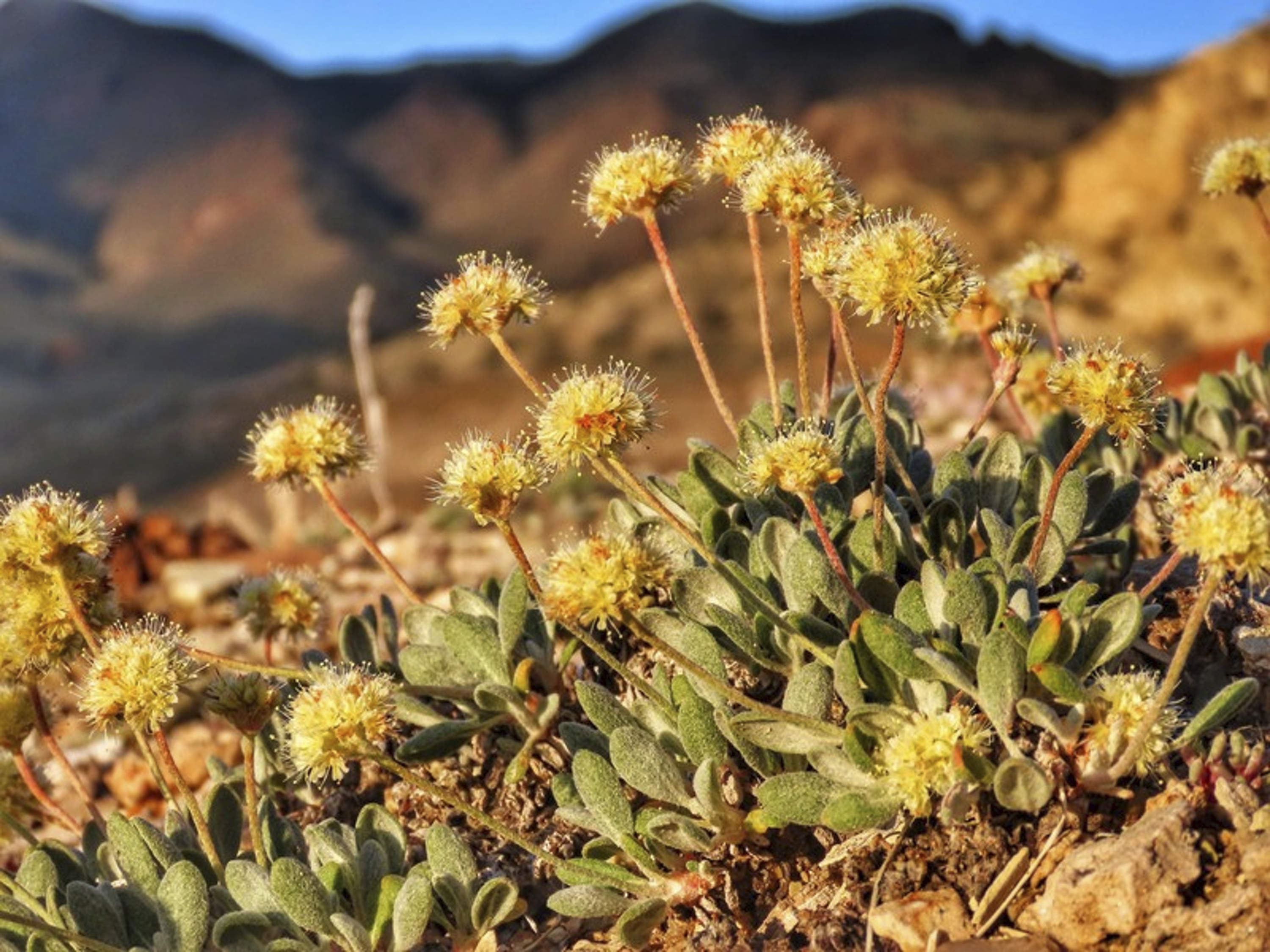 Nevada flower listed as endangered at lithium mine site - Vimarsana News