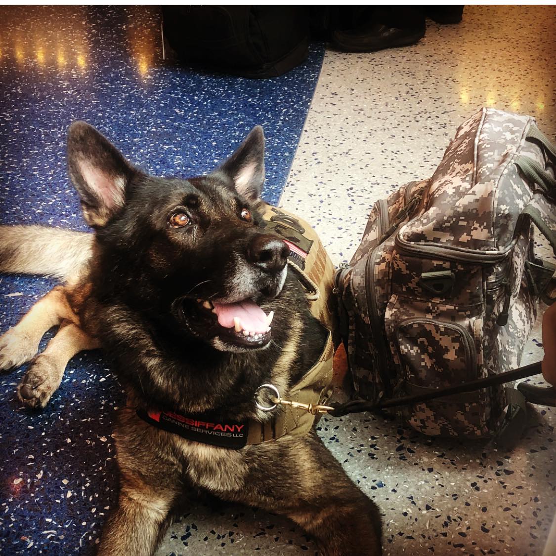 Coastal Bend Loses 'Hope,' a service dog who saved a well-known veteran's life - Vimarsana News