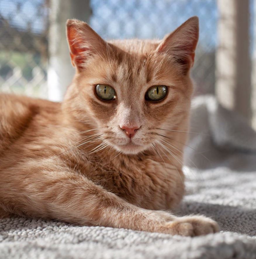 More than 400 kittens rescued by Cal Poly Cat Program volunteers this year - Vimarsana News