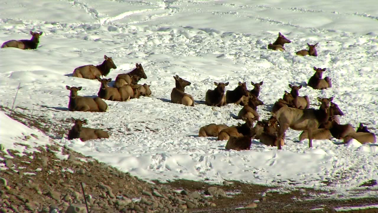 GPS collars help Idaho Fish and Game track deer and elk populations - Vimarsana News