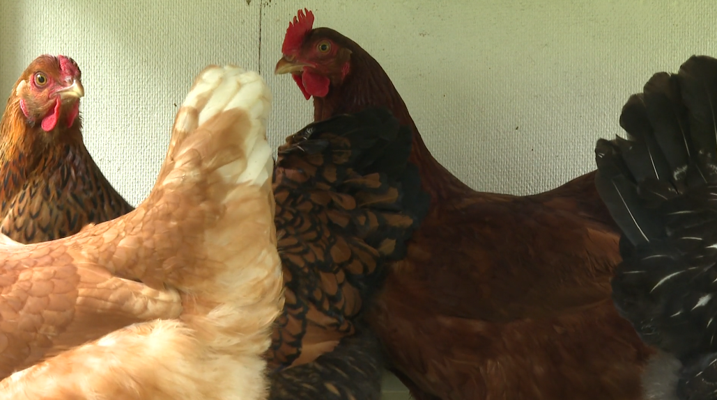 Egg prices can fluctuate, but a Middle Tennessee organization is here to help - Vimarsana News