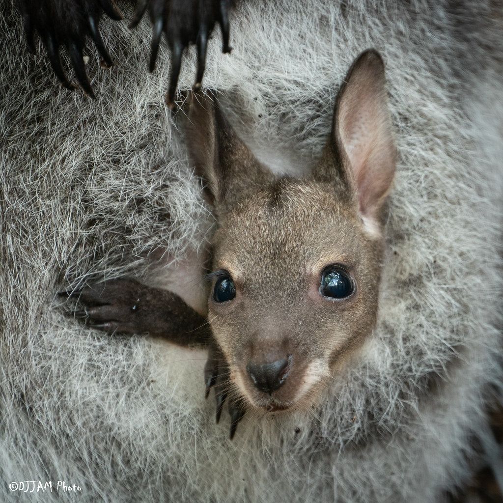 Babies make their adorable debut at Cincinnati Zoo - Vimarsana News