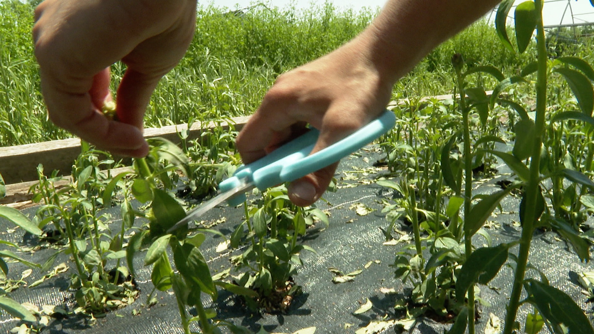 Venetucci Farm replanting thousands of flowers, making repairs after storms - Vimarsana News