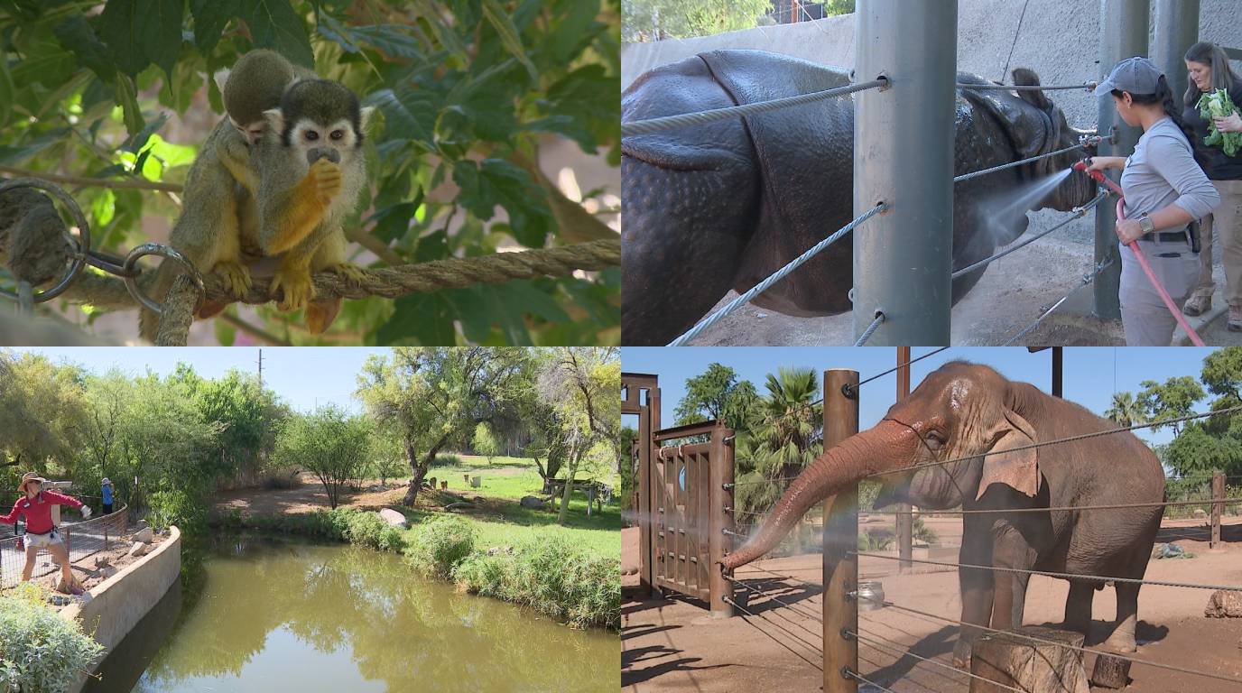 PHOTOS: How the Phoenix Zoo keeps animals cool during the Arizona summer - Vimarsana News