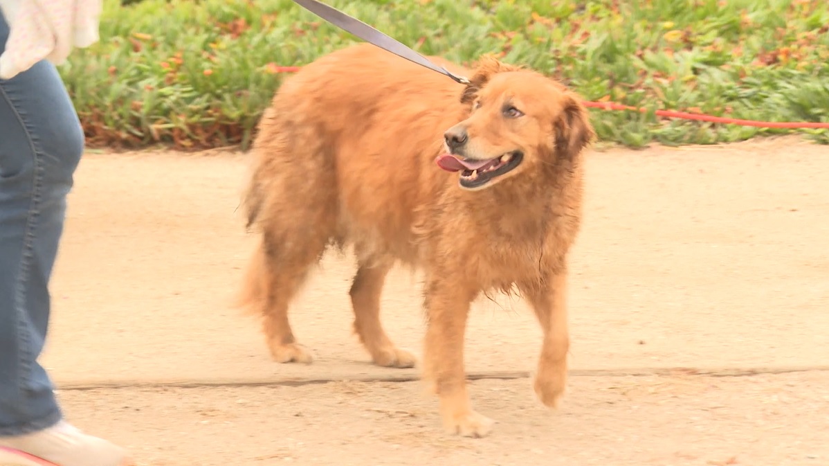 Dog and owner rescued after fall off cliff in Shell Beach - Vimarsana News