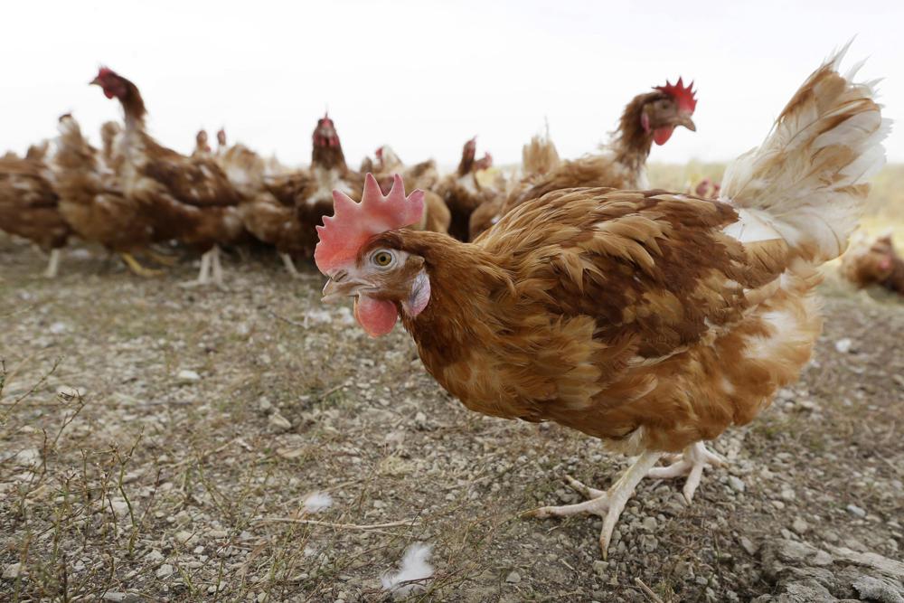 Bird flu drives free-range hens indoors to protect poultry - Vimarsana News