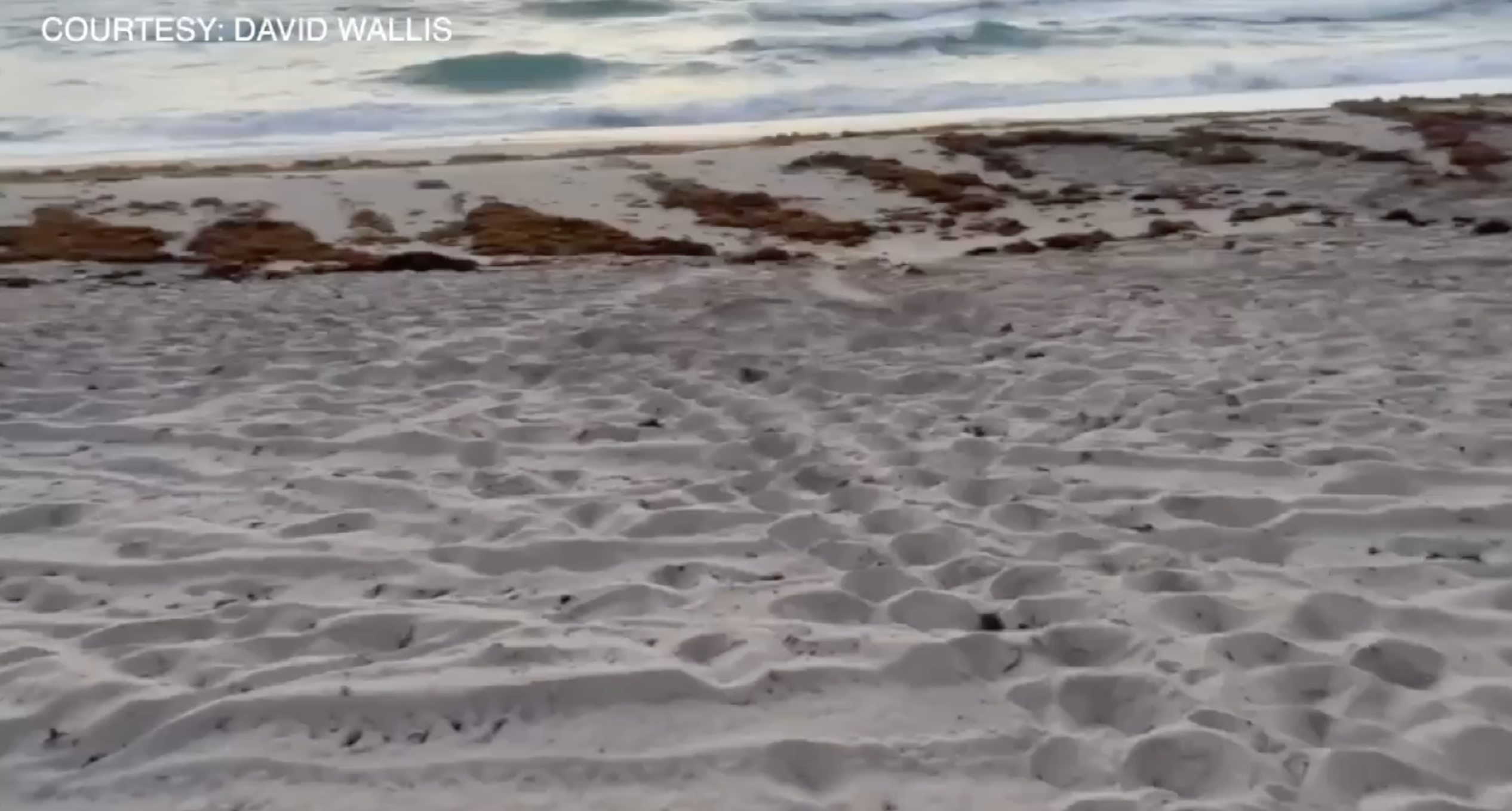 Sea turtle 'TURQ' may visit South Florida beaches - Vimarsana News
