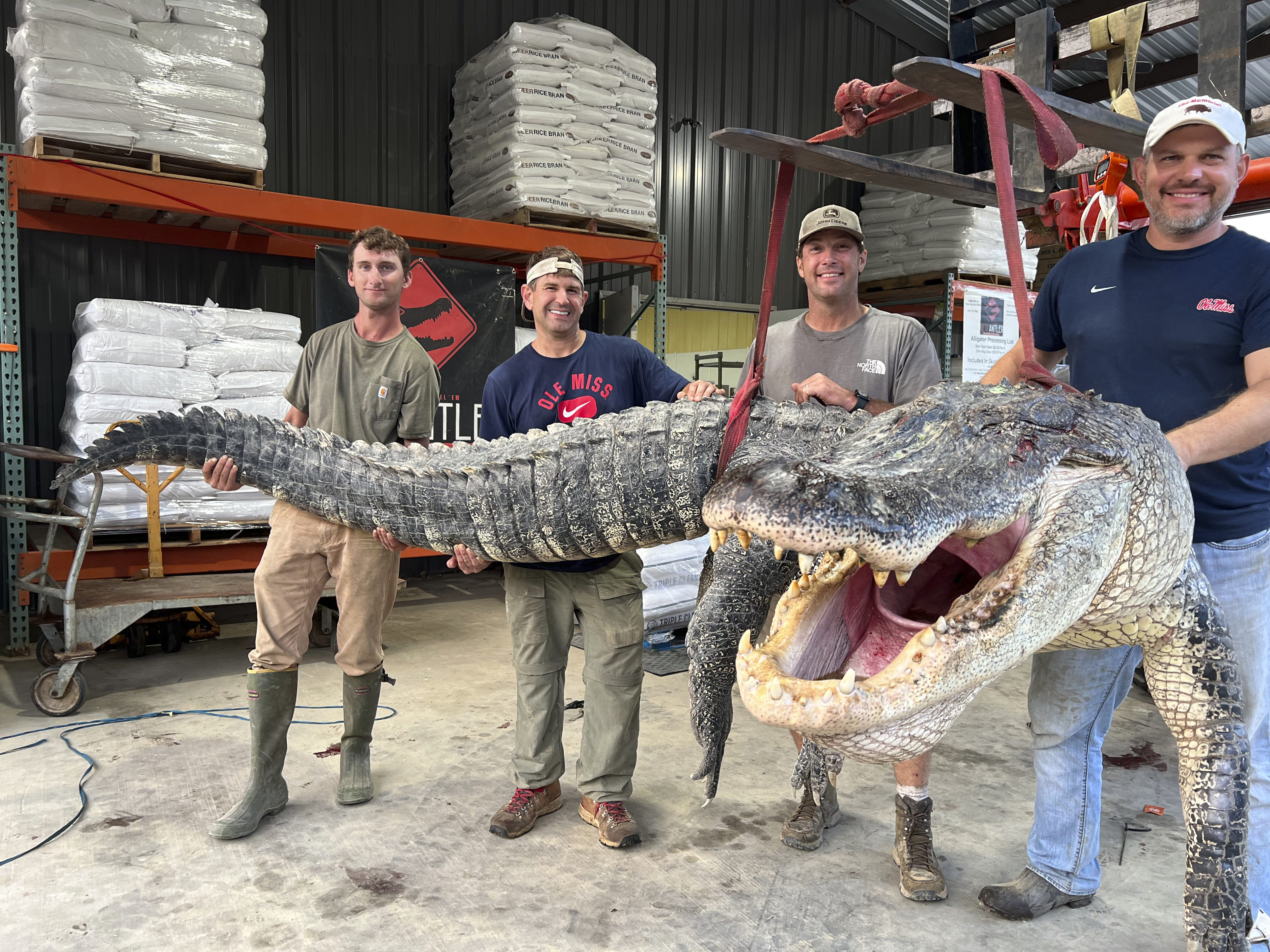 Longest alligator in Mississippi history captured by hunters - Vimarsana News