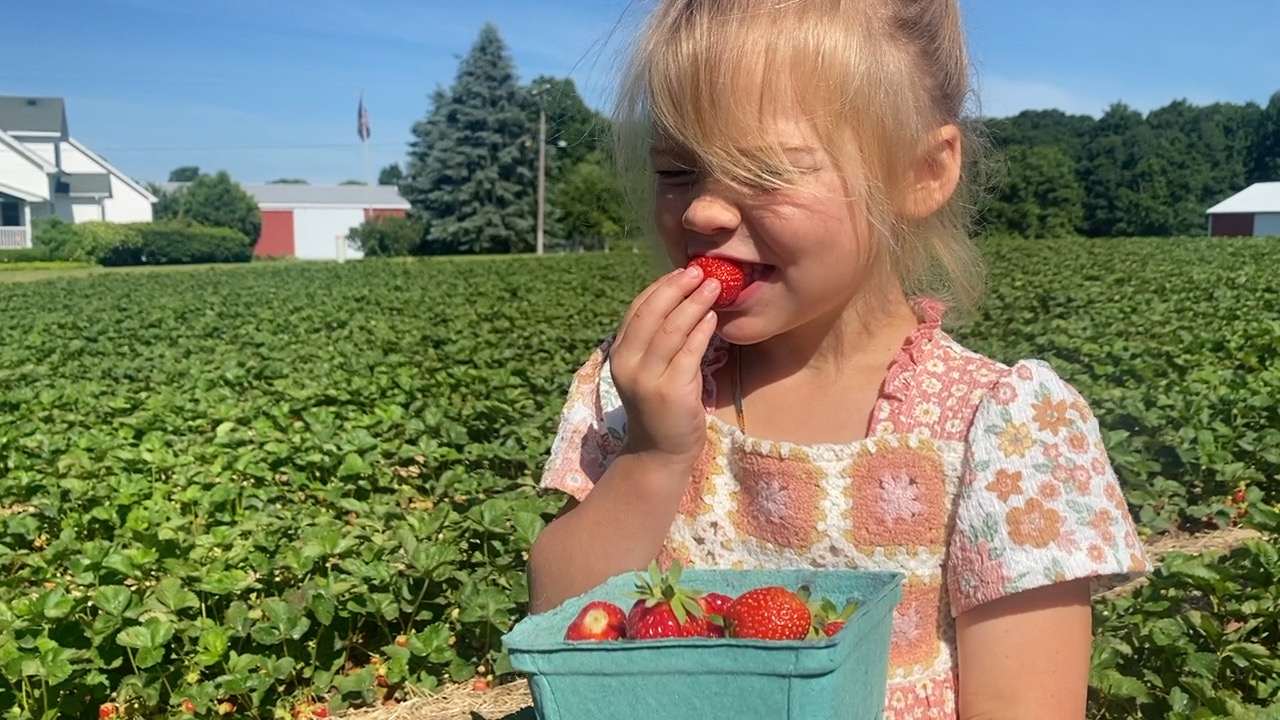 It's strawberry season at Krupp Farms in Rockford - Vimarsana News