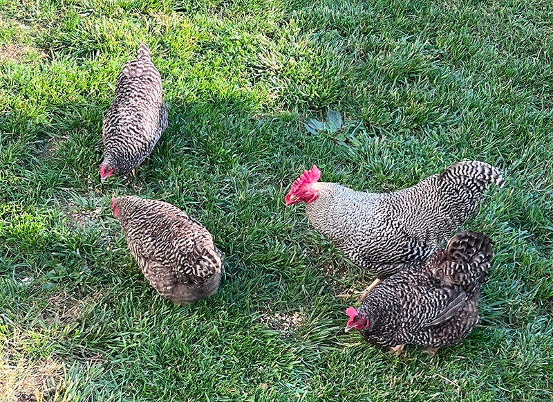 Taylor Mill resident makes plea to keep rooster Charlie - Vimarsana News