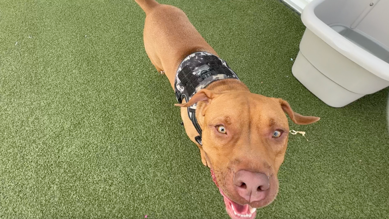 The Humane Society of Tampa Bay offers free training classes - Vimarsana News