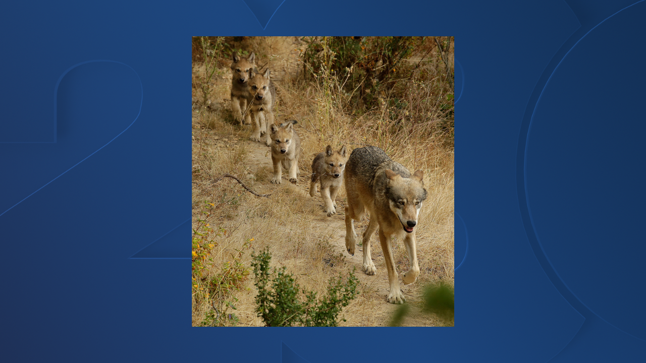 Researchers have identified a new pack of endangered gray wolves in California - Vimarsana News