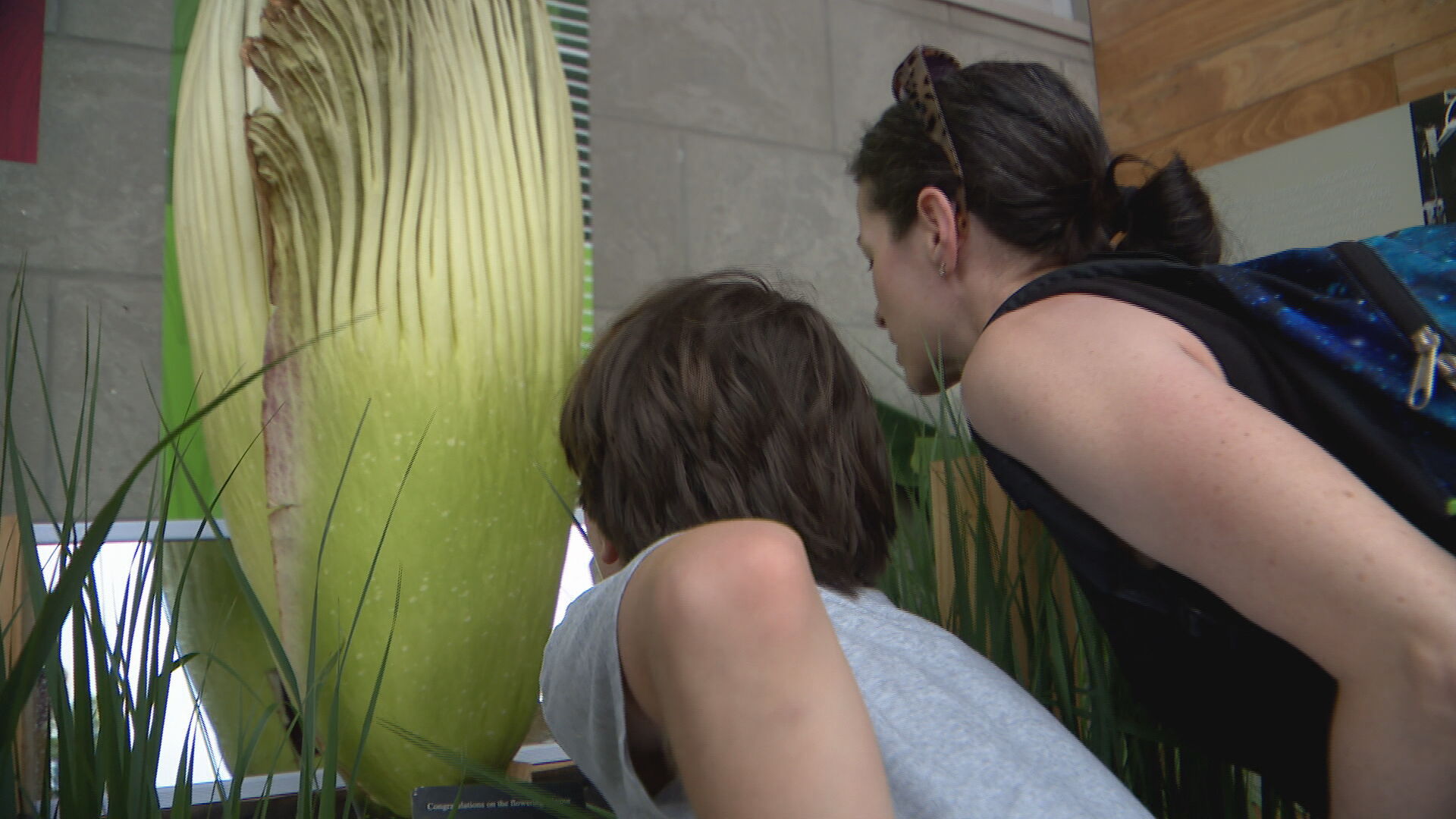 'Stinky!' Rare corpse flower in bloom brings in huge crowd to the Nashville Zoo - Vimarsana News