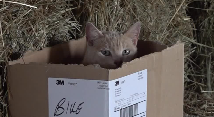 Local organization saves over 500 'working' cats - Vimarsana News