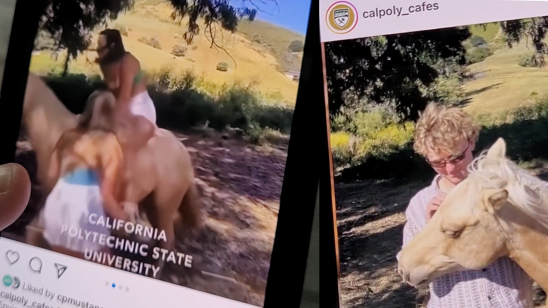 'Upsetting': Cal Poly staff react to people trespassing, harassing campus horses - Vimarsana News